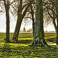 Windmill And Trees In Groningen