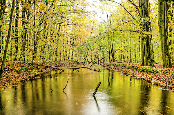 Reflecting Canal in the Forest by Frans Blok Reflecting Canal in the Forest by Frans Blok