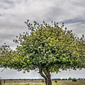 One Tree Hill On Tiengemeten Island