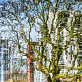 The Canal, the Calypso and the Plane Tree