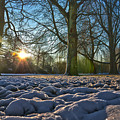 Winter In The Park