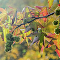 Colors of a sweet gum tree