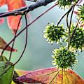 Fruits and leaves of a sweet gum tree