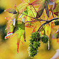 Sweet gum tree close-up