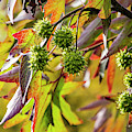 Sweet gum tree in bright sunlight
